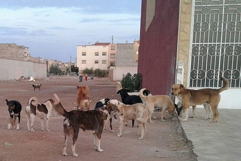 تفسير طرد الكلاب من المنزل