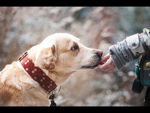 رؤية الكلاب الاليفة في المنام