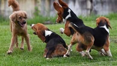 رؤية الكلاب في المنام للمتزوجة