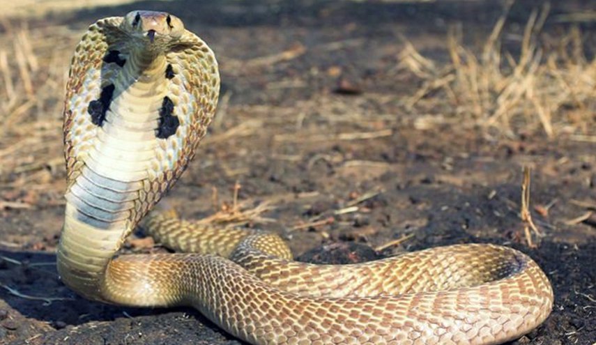 تفسير حلم الحية في المنام