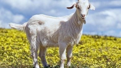 تفسير حلم الماعز فى المنام