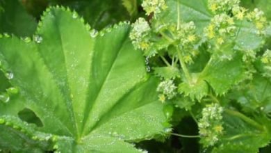 تجربتي مع عشبة رجل الأسد للتنحيف تجربتي مع عشبة رجل الأسد للتنحيف