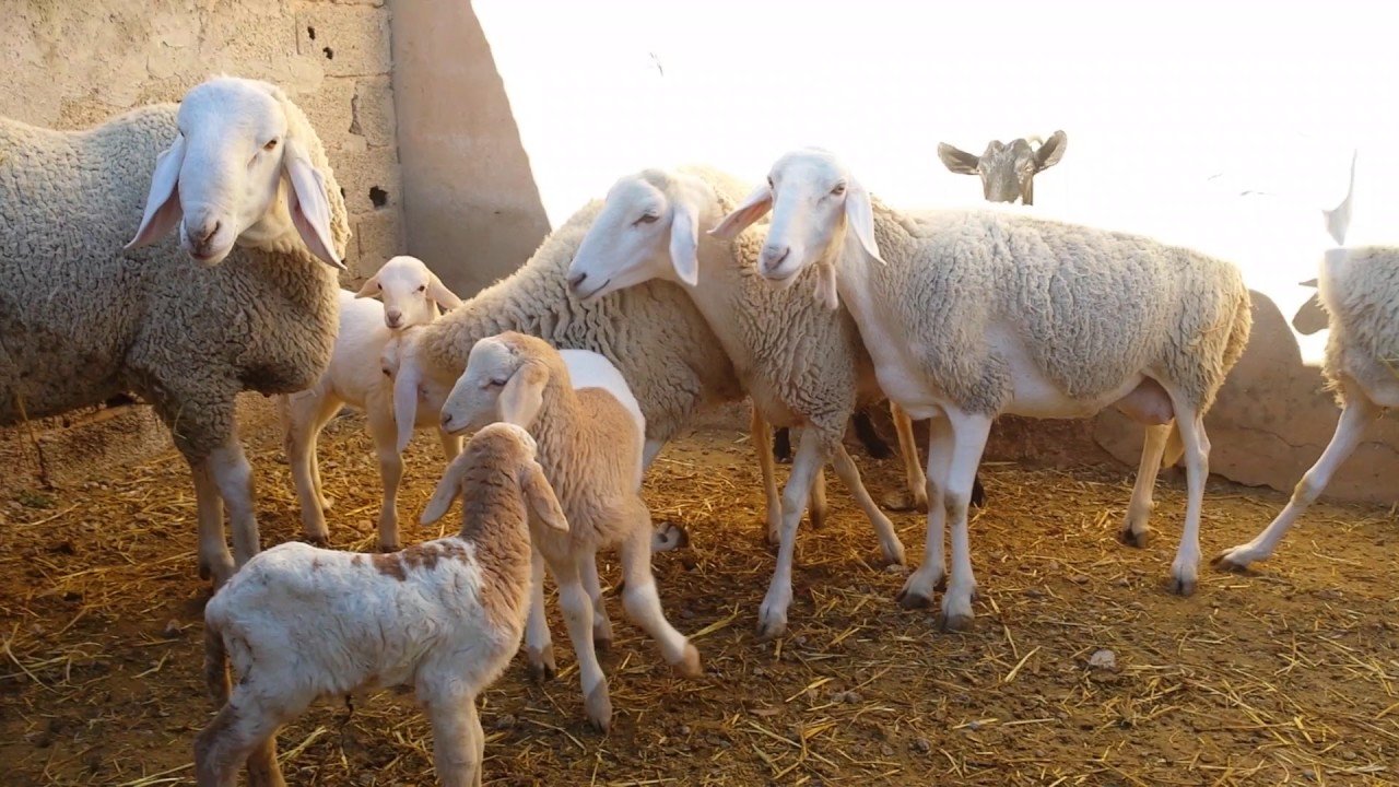 تفسير حلم الزريبة في المنام